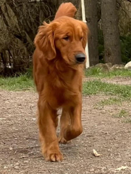 PICCOLI GOLDEN AMERICANI NATI IL 04012026 | Foto 1