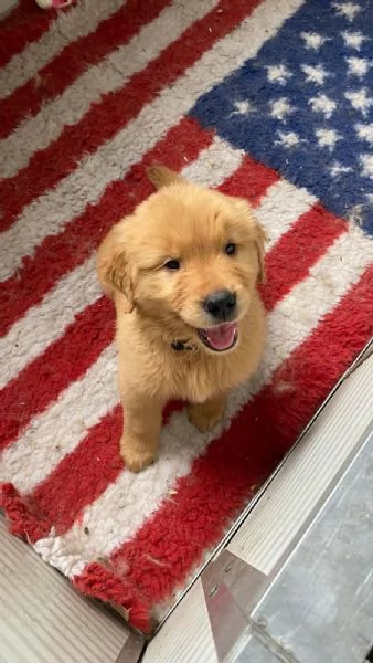 PICCOLI GOLDEN AMERICANI NATI IL 04012026