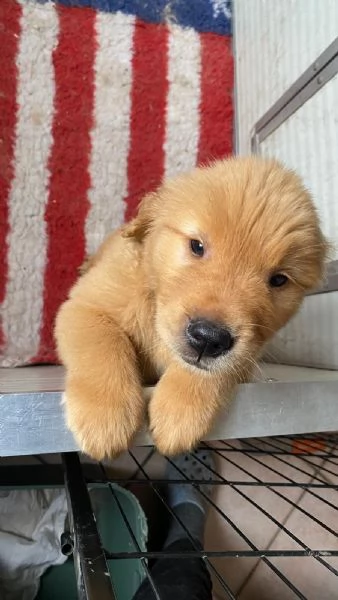 PICCOLI GOLDEN AMERICANI NATI IL 04012026 | Foto 0