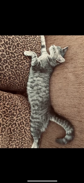 Trilly  in cerca di famiglia  | Foto 1