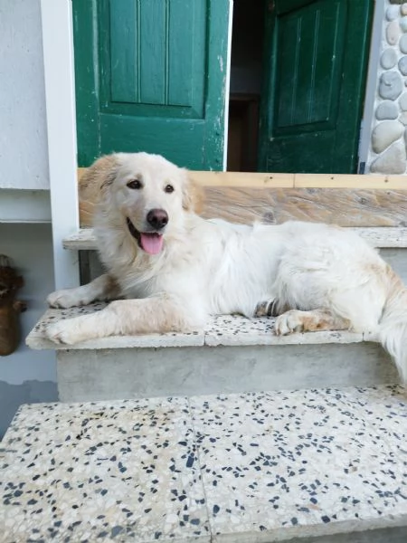 3 dogs puppies for adoption