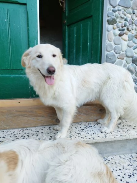 3 dogs puppies for adoption | Foto 1