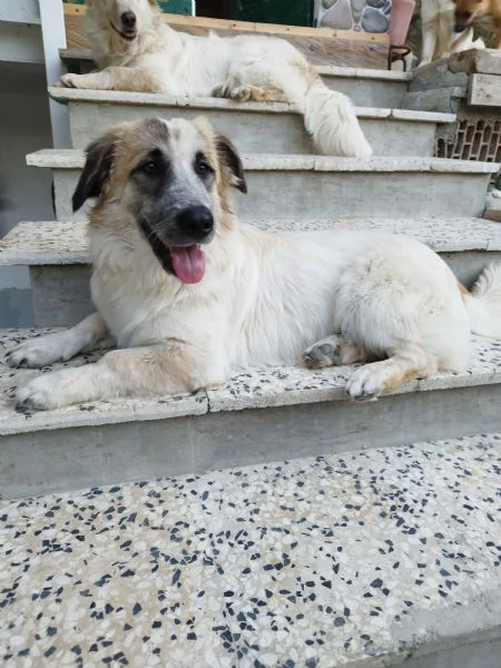3 dogs puppies for adoption | Foto 0