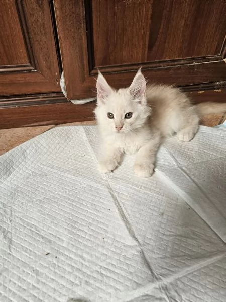 Cuccioli di Maine coon | Foto 2