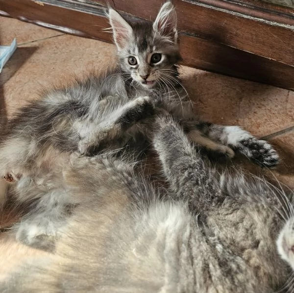 Cuccioli di Maine coon | Foto 1