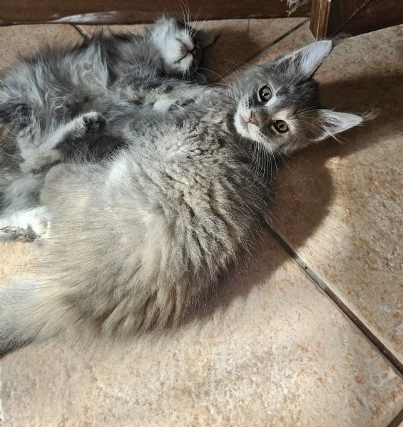 Cuccioli di Maine coon | Foto 0