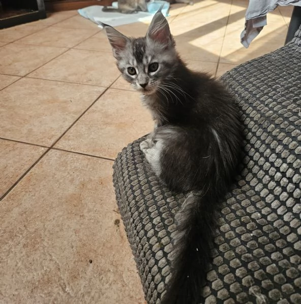 Cuccioli di Maine coon