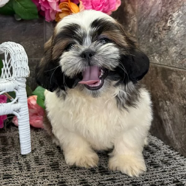 Cachorro shih tzu macho para adopcin