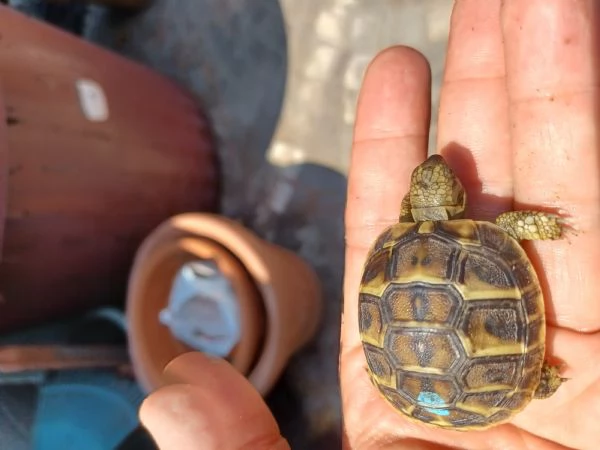 tartaruga di terra baby