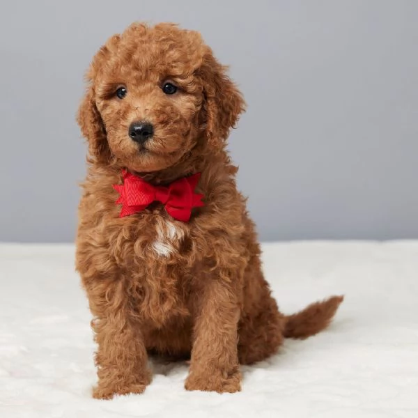 Goldendoodle cerca casa
