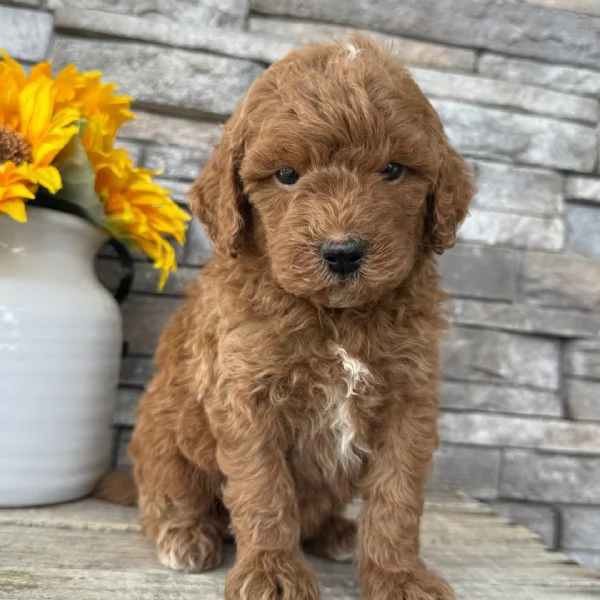 Goldendoodle in cerca di adozione