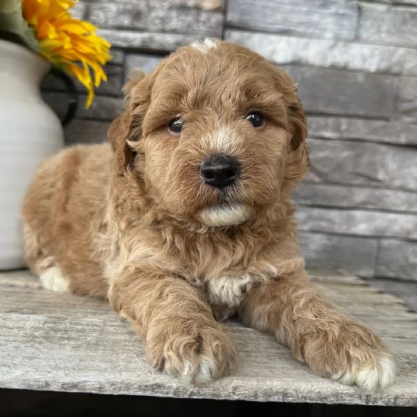 Mini Goldendoodle in cerca di adozione