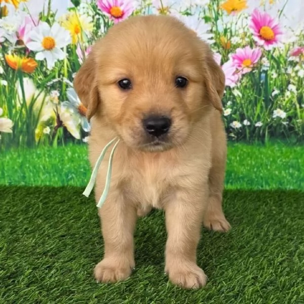 Golden retriever