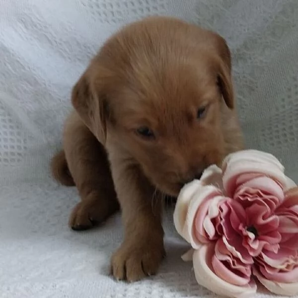 Golden Retriever