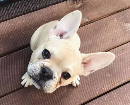 Bellissimi cuccioli di Bulldog Francese 2 maschi e 1 femmina | Foto 4