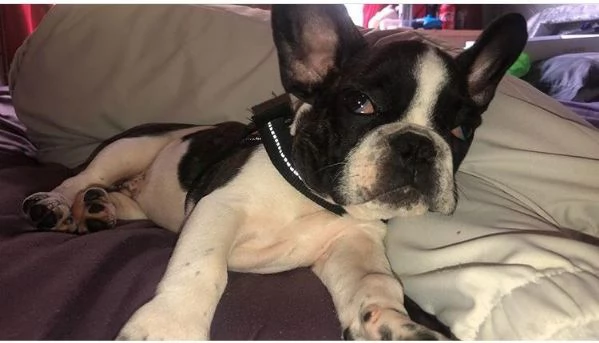 Bellissimi cuccioli di Bulldog Francese 2 maschi e 1 femmina | Foto 3