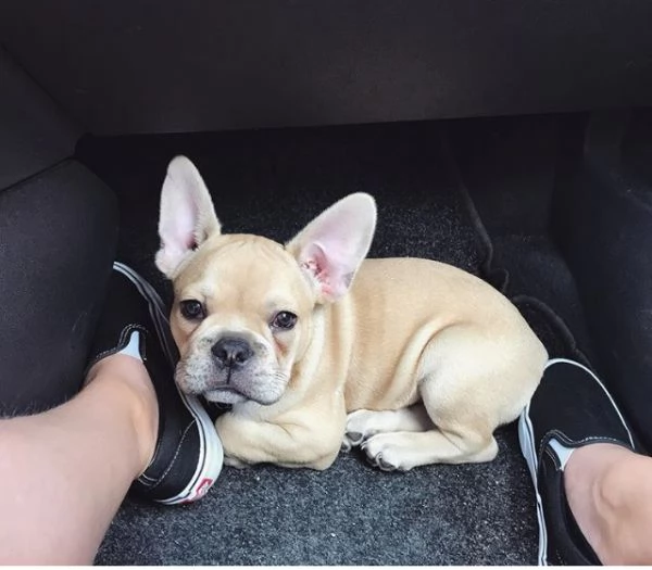 Bellissimi cuccioli di Bulldog Francese 2 maschi e 1 femmina | Foto 2