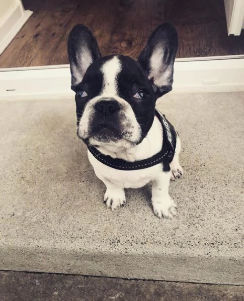 Bellissimi cuccioli di Bulldog Francese 2 maschi e 1 femmina