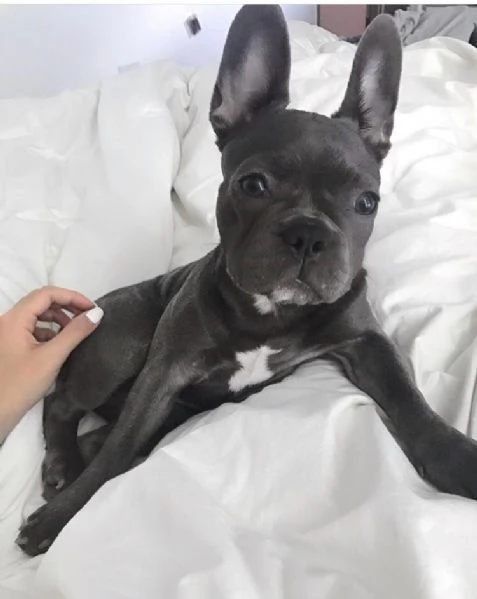 Bellissimi cuccioli di Bulldog Francese 2 maschi e 1 femmina | Foto 0