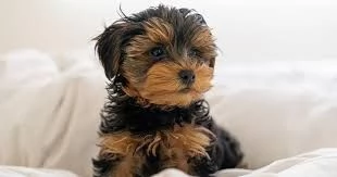 Cuccioli di Yorkshire maschio e femmina in adozione