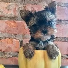 Cuccioli di Yorkshire Terrier sani in adozione
