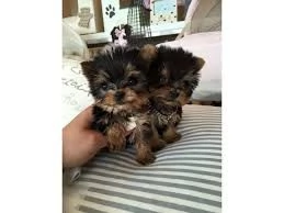 Cuccioli di Yorkshire Terrier di piccola taglia in adozione