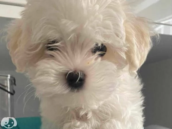 Maltese | Foto 3