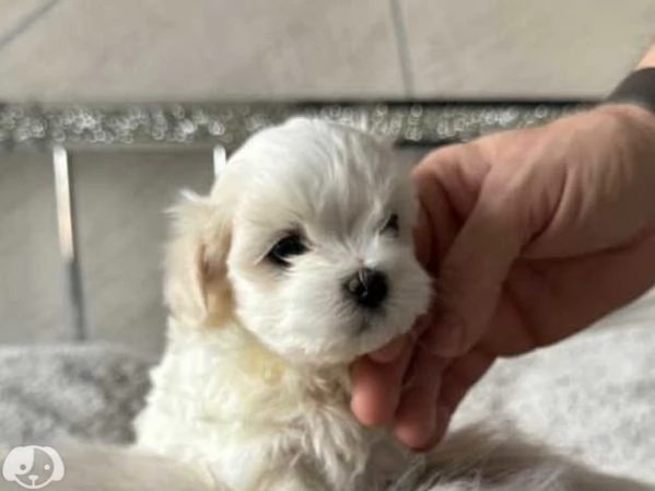 Maltese | Foto 0