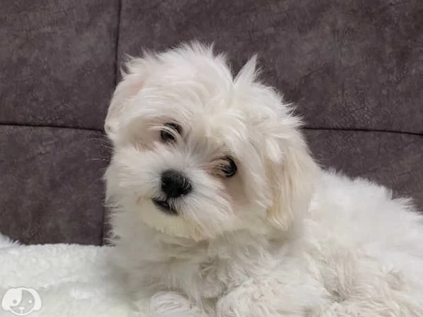 Maltese coreano | Foto 0