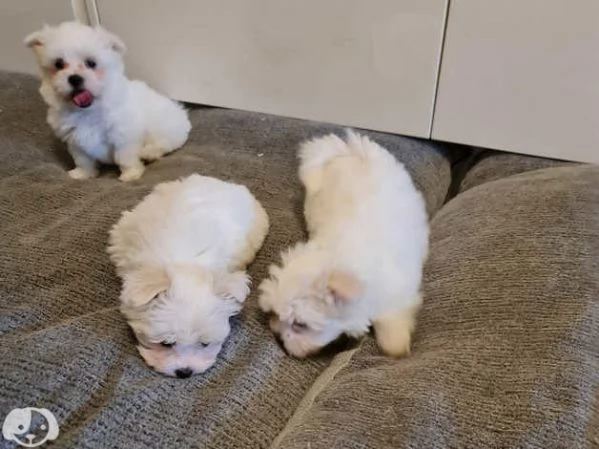 Cucciolo maltese | Foto 2