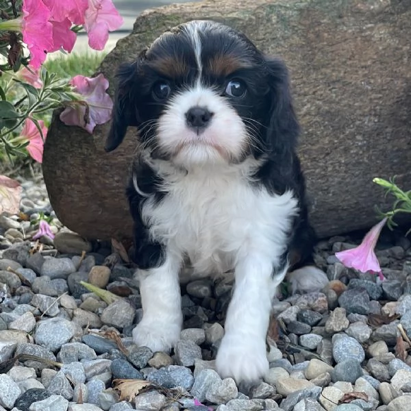Cavalier King Charles Spaniel 