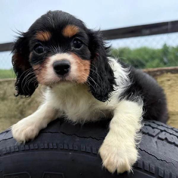 Cavalier King Charles Spaniel