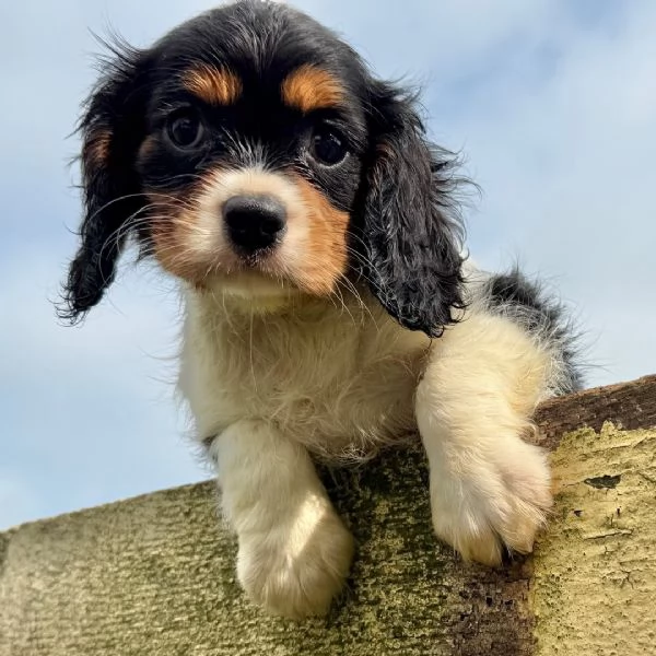 Cavalier King Charles Spaniel | Foto 0