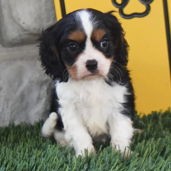 Cavalier King Charles Spaniel maschio