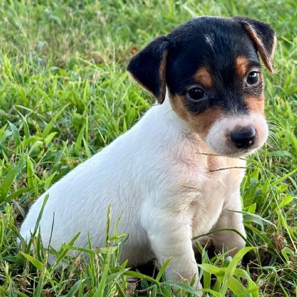 Jack Russell Terrier 