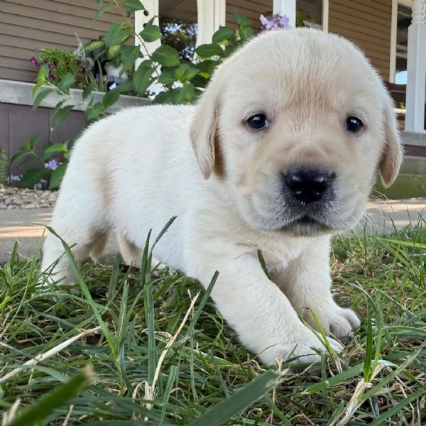 Labrador Retriever 