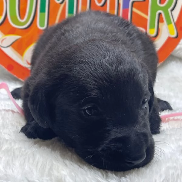 labradora retriever 
