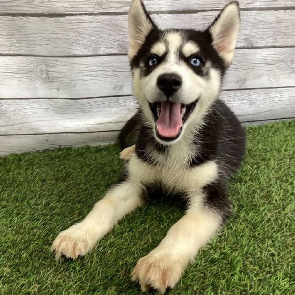 Siberian Husky 