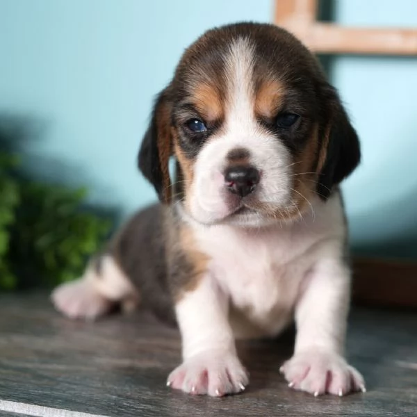 Cuccioli di Beagle in cerca di adozione