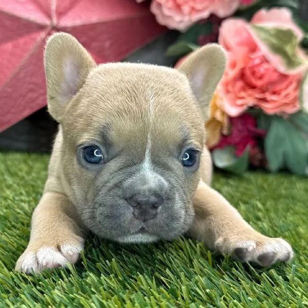 Bello Bulldog Francese