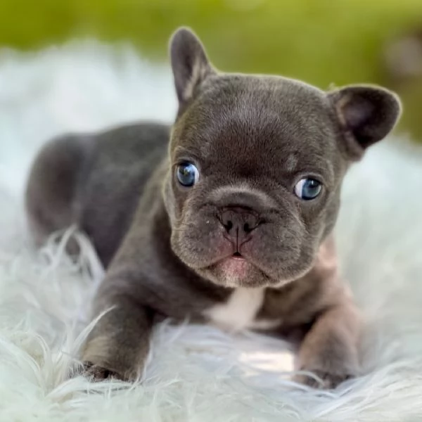 Bellissimo Bulldog francese 