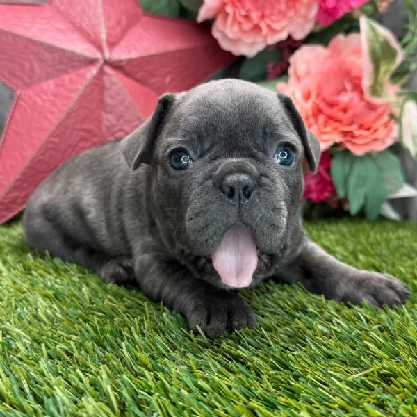 Bulldog francese 