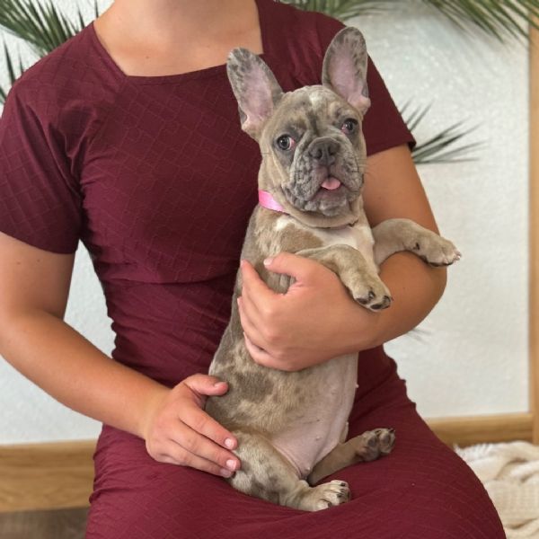Adotta un Bulldog Francese maschio di 14 settimane