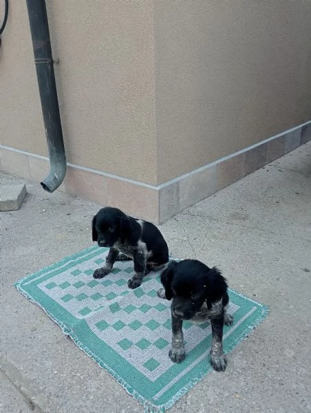 Cuccioli cani | Foto 0