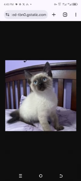 Graziosi gattini siamesi in adozione | Foto 1