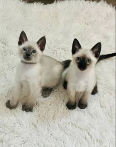 Graziosi gattini siamesi in adozione
