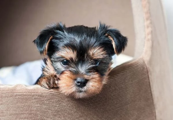 Adorabili cuccioli di Yorkshire in vendita 2 maschi e 1 femmina | Foto 2