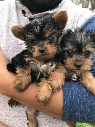 Adorabili cuccioli di Yorkshire in vendita 2 maschi e 1 femmina | Foto 1