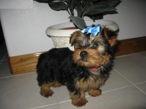 Adorabili cuccioli di Yorkshire in vendita 2 maschi e 1 femmina | Foto 0