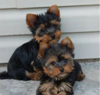 Adorabili cuccioli di Yorkshire in vendita 2 maschi e 1 femmina